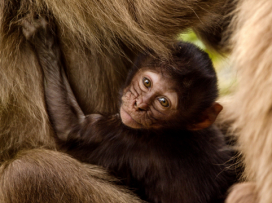 Geladas young