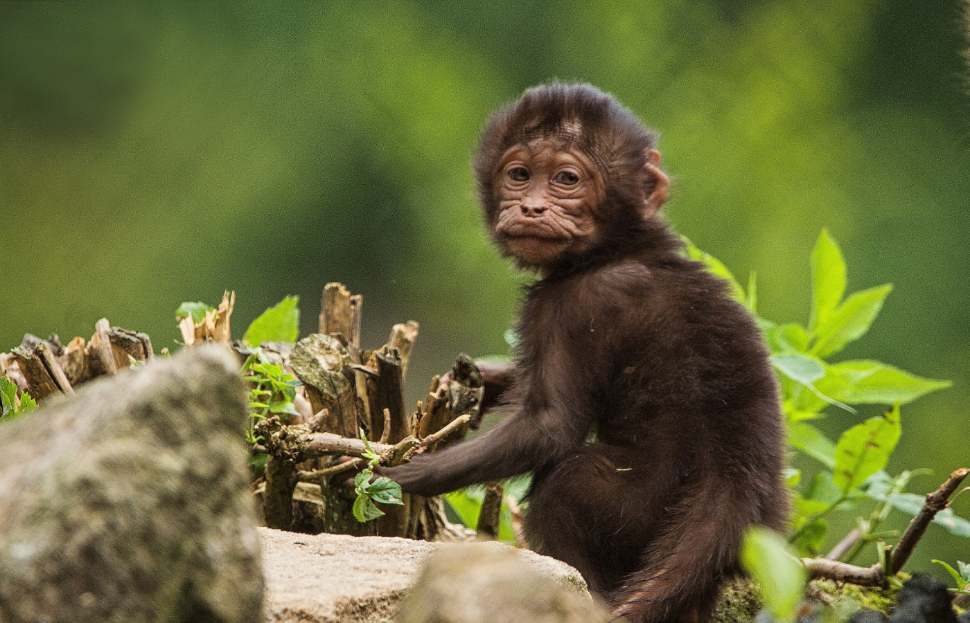 Geladas young