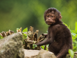 Geladas young