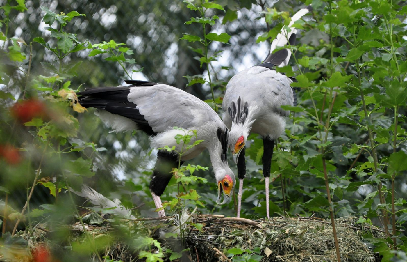 Three young of secretary birds