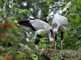 Three young of secretary birds