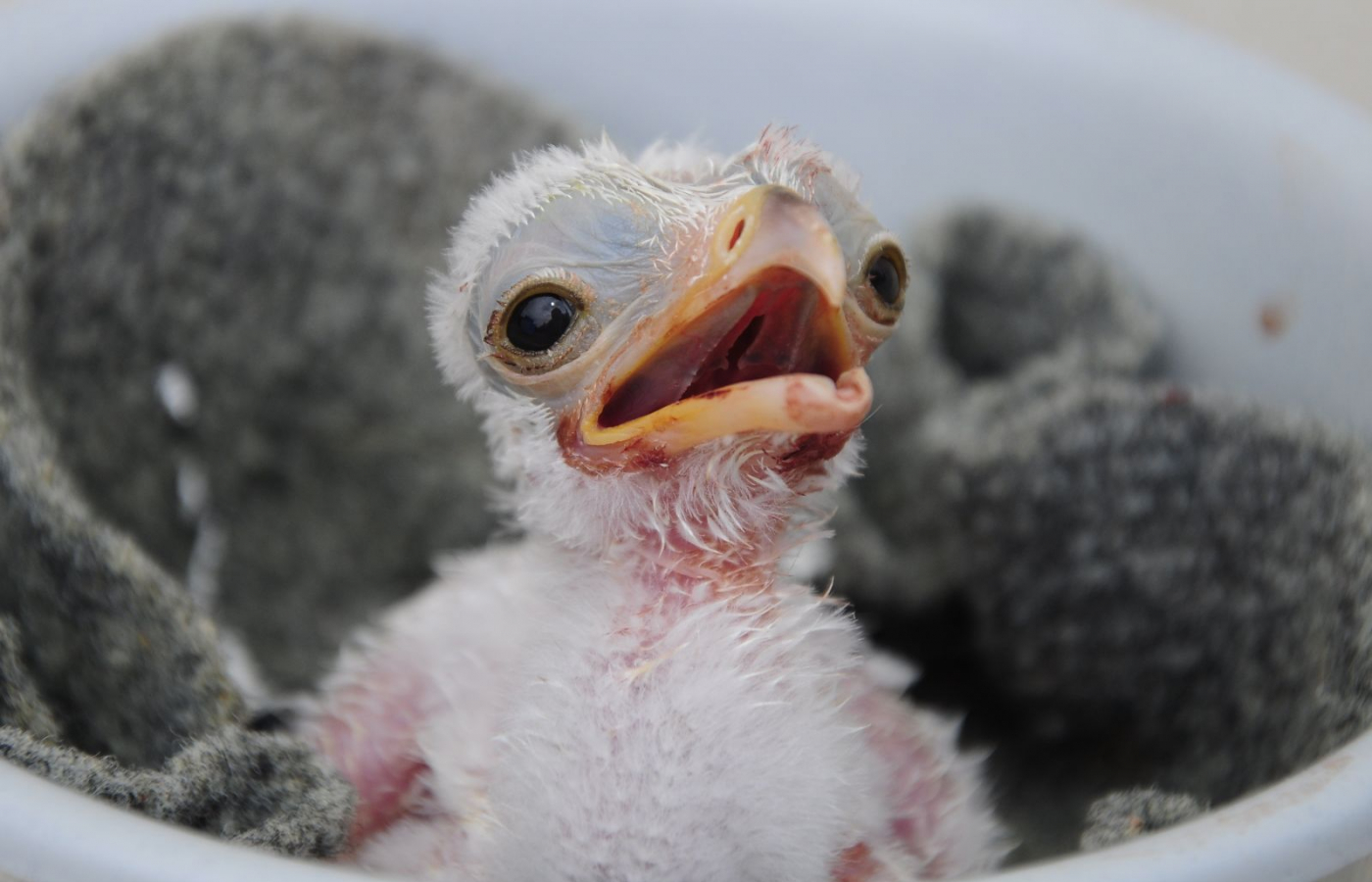 Three young of secretary birds