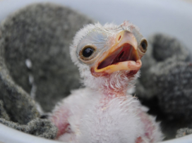 Three young of secretary birds