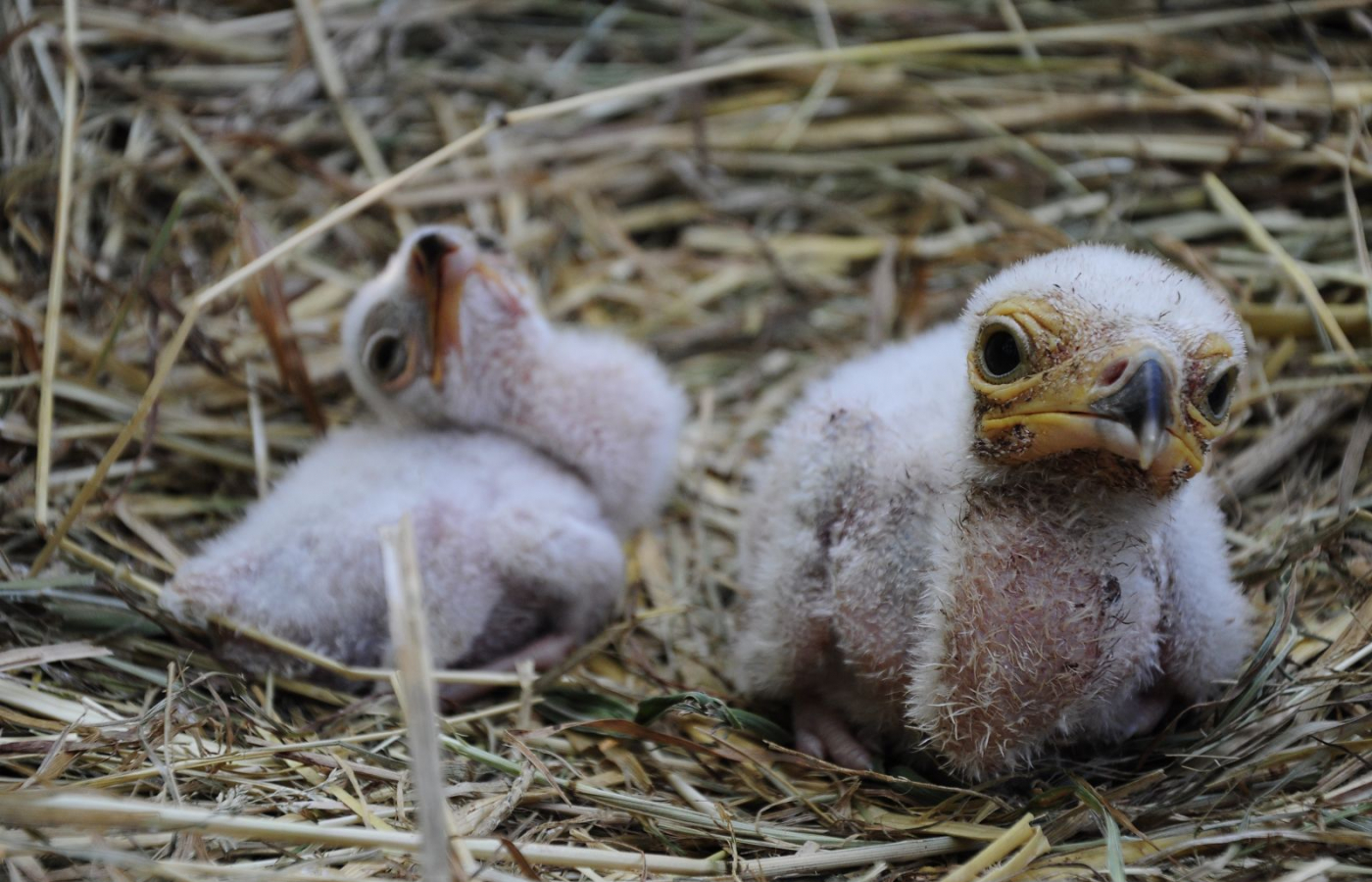 Three young of secretary birds