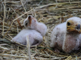 Three young of secretary birds