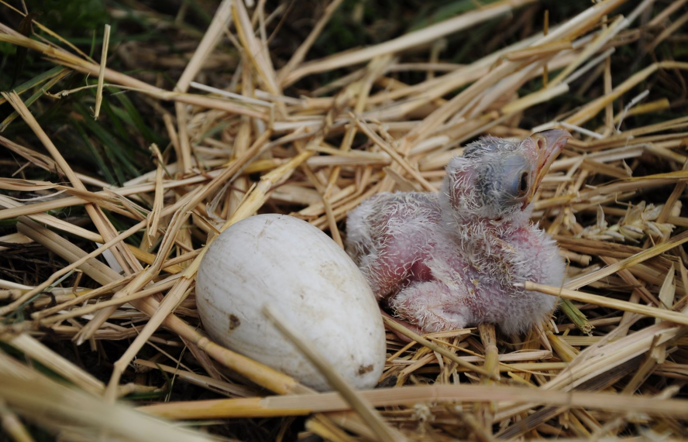 Three young of secretary birds