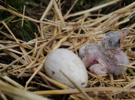 Three young of secretary birds