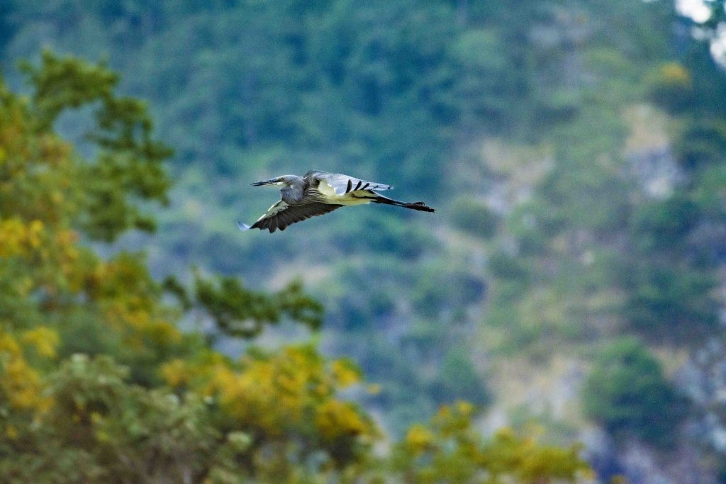 Rescue of white-bellied heron