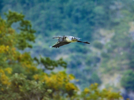 Rescue of white-bellied heron