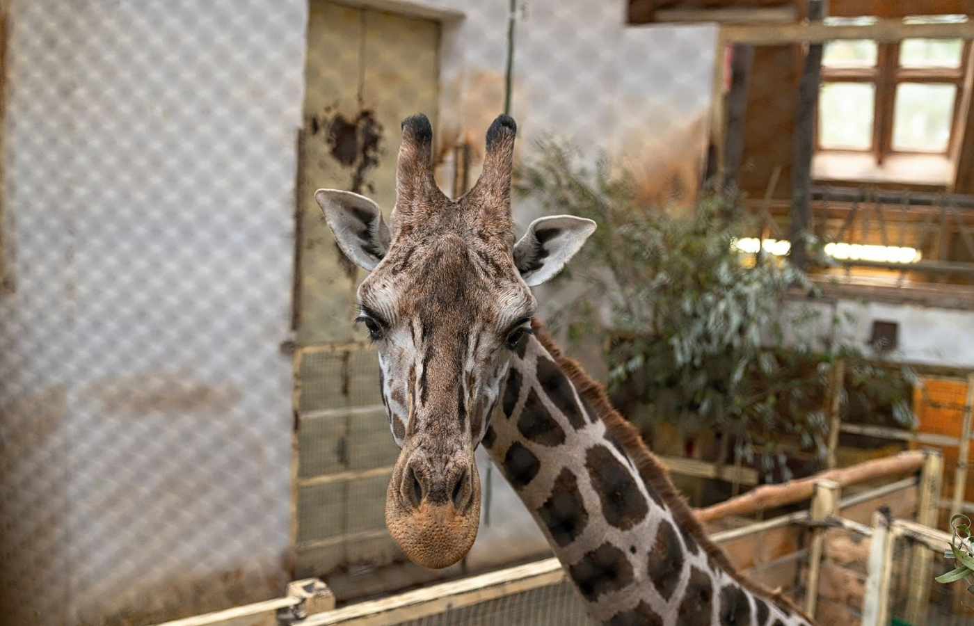 Máme nového žirafího samce