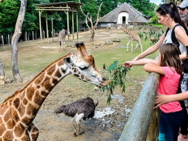 Mimořádná návštěvnost zoo