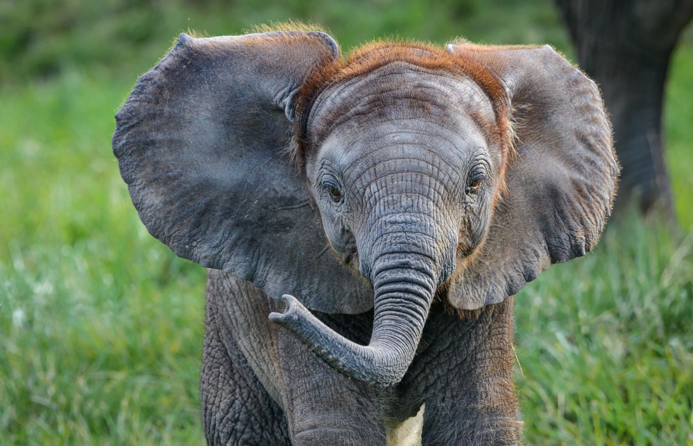 Sloní sameček má 6 měsíců
