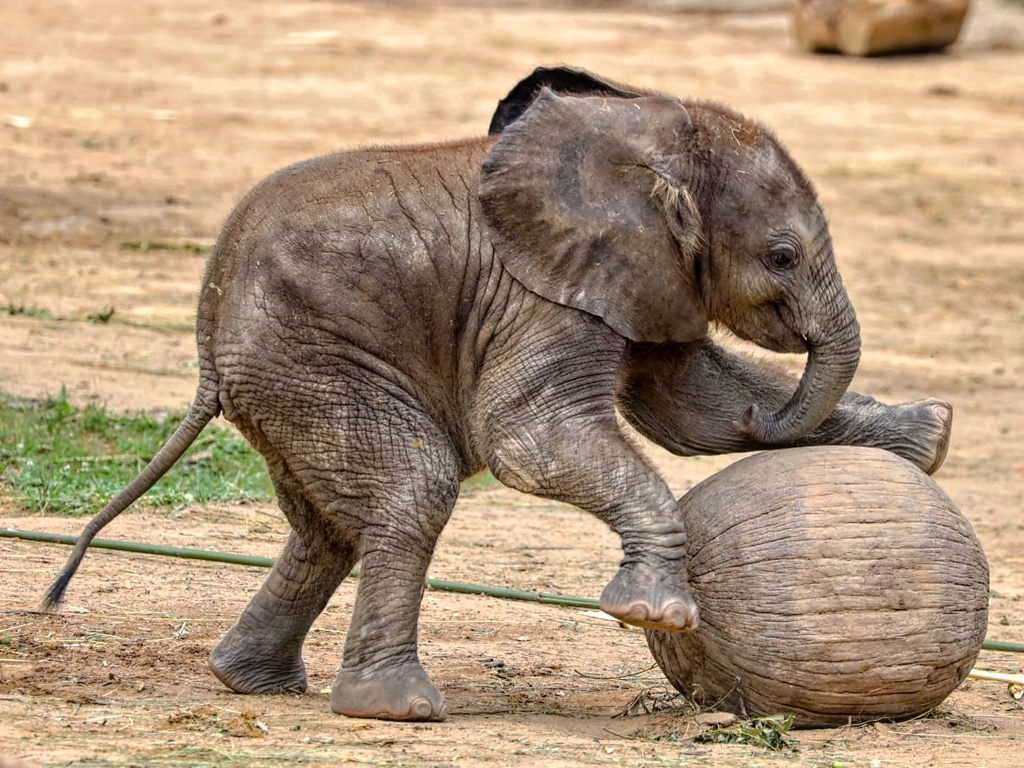 Sloní sameček má 6 měsíců