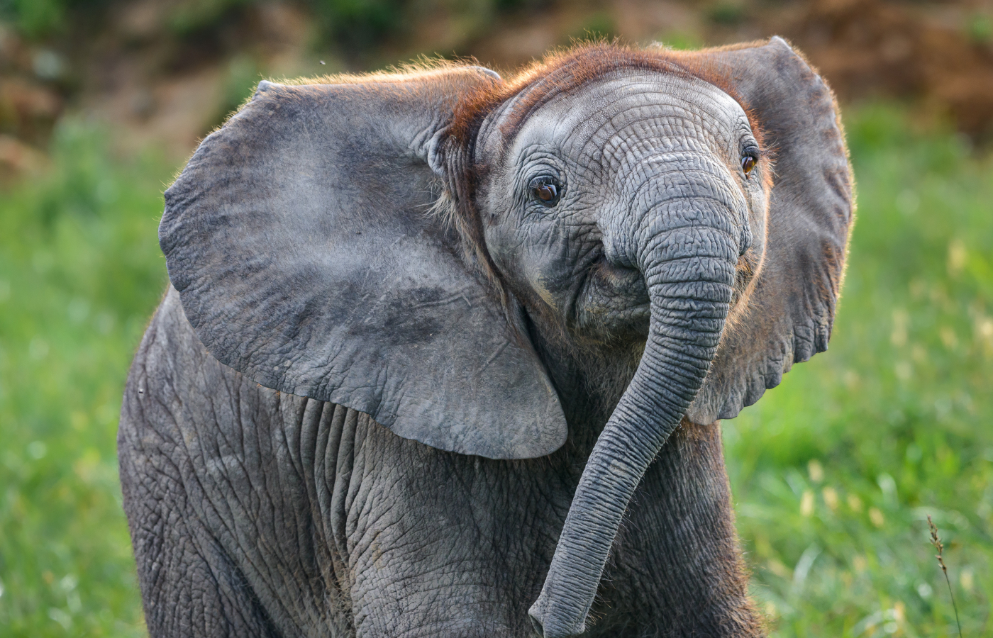 Zoo Zlín je jednou ze čtyř nejlepších zoo bývalé východní Evropy