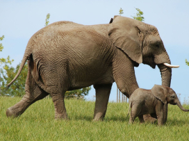 Zoo Zlín je jednou ze čtyř nejlepších zoo bývalé východní Evropy