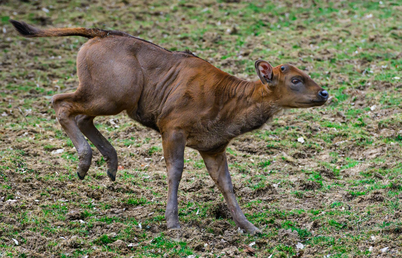 První mládě gaurů je samička!
