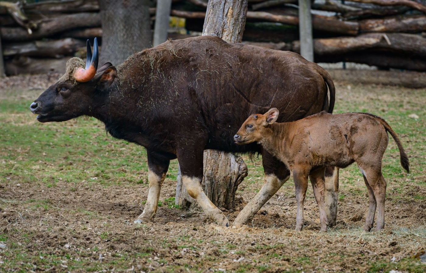 První mládě gaurů je samička!