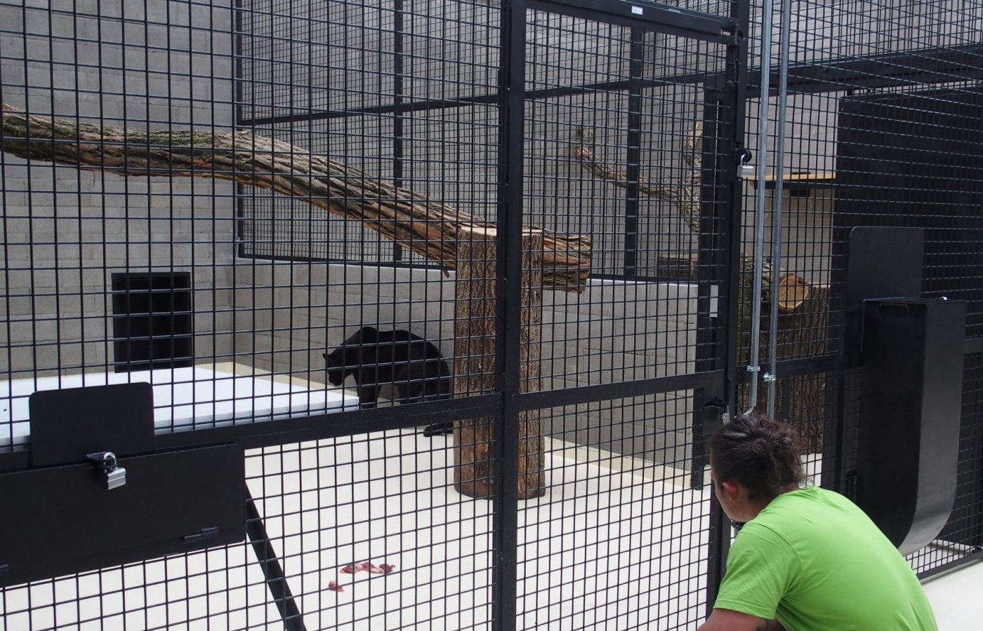 Jaguáři se vrací do Zoo Zlín