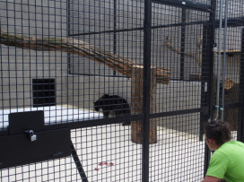 Jaguáři se vrací do Zoo Zlín