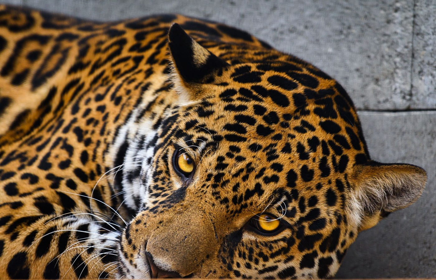 V neděli 15. května otevíráme Jaguar Trek