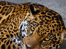 V neděli 15. května otevíráme Jaguar Trek