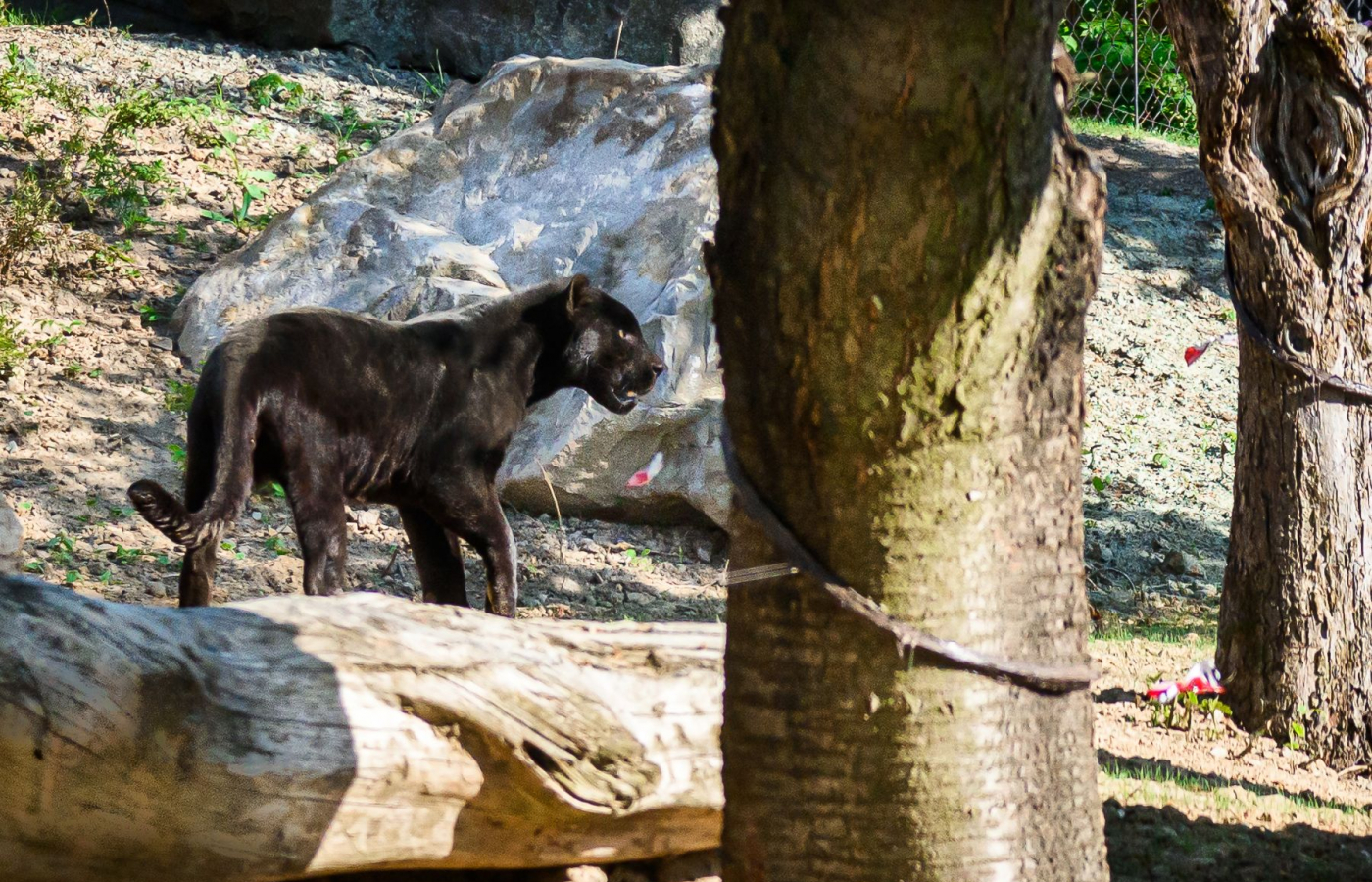 Slavnostní otevření Jaguar Trek