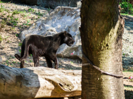 Slavnostní otevření Jaguar Trek