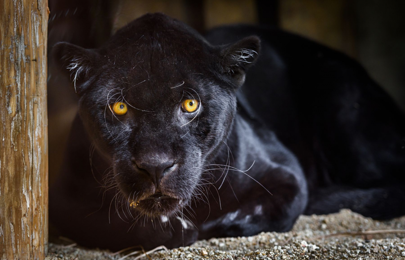 Slavnostní otevření Jaguar Trek