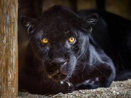 Slavnostní otevření Jaguar Trek