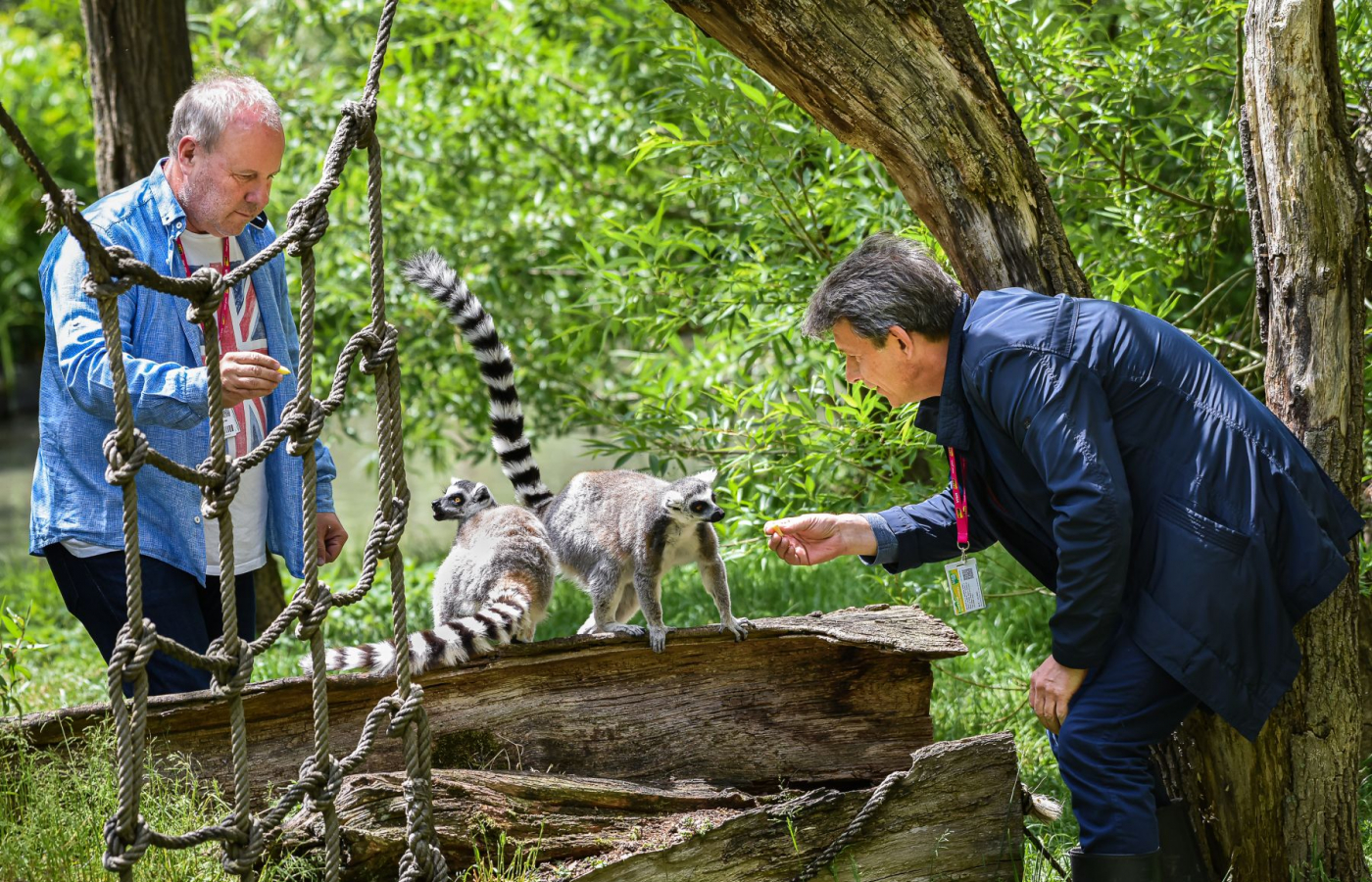 Mláďata lemurů kata mají slavné kmotry