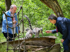 Mláďata lemurů kata mají slavné kmotry