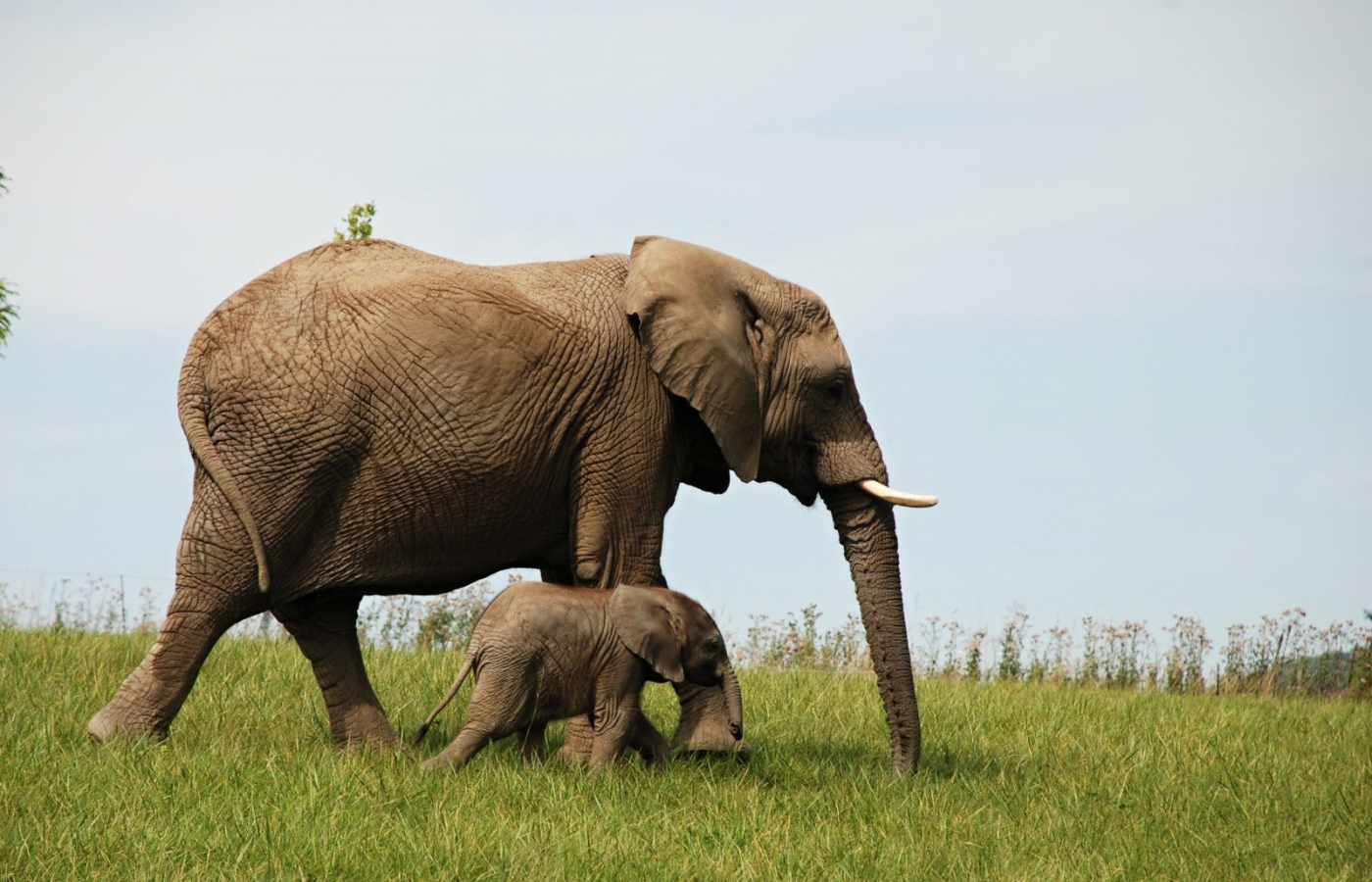 Zoo Zlín je třetím nejnavštěvovanějším turistickým místem ČR za rok 2021!