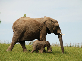 Zoo Zlín je třetím nejnavštěvovanějším turistickým místem ČR za rok 2021!