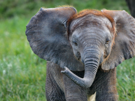 Zoo Zlín je třetím nejnavštěvovanějším turistickým místem ČR za rok 2021!