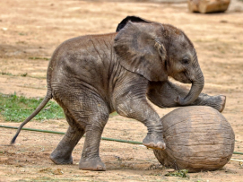 First African elephant calf in the Czech Republic