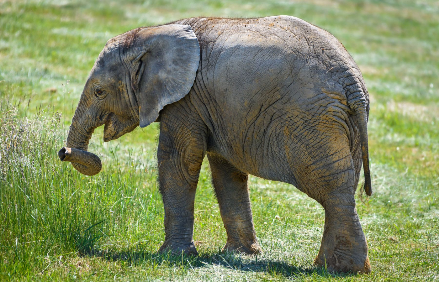 First African elephant calf in the Czech Republic