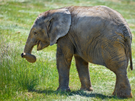 First African elephant calf in the Czech Republic