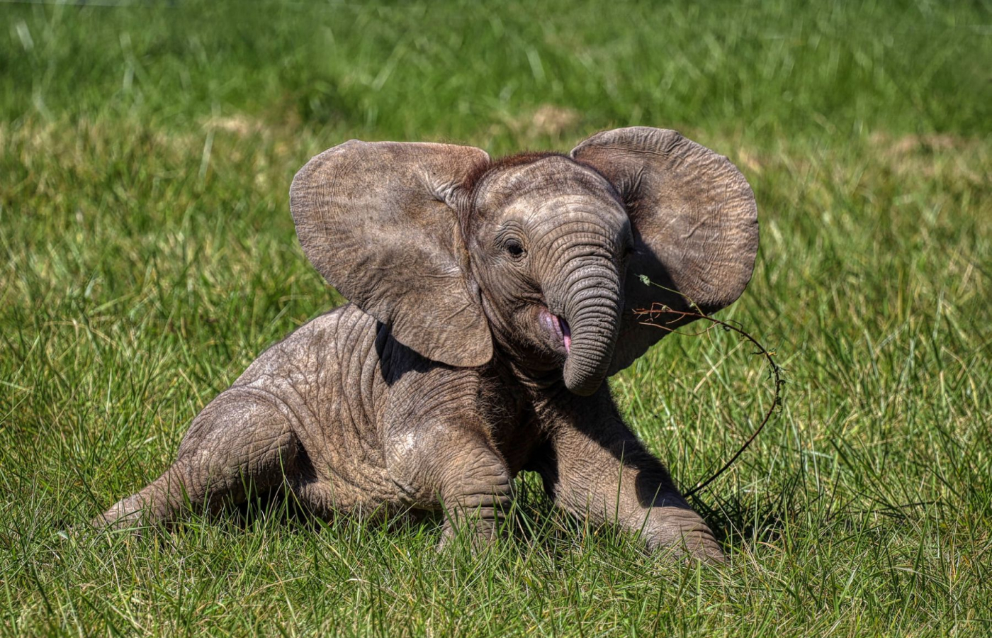 First African elephant calf in the Czech Republic