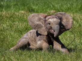 First African elephant calf in the Czech Republic