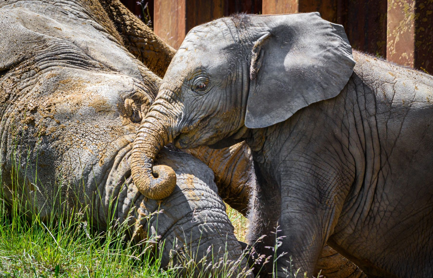 First African elephant calf in the Czech Republic