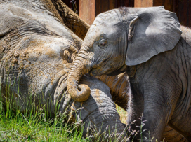 First African elephant calf in the Czech Republic