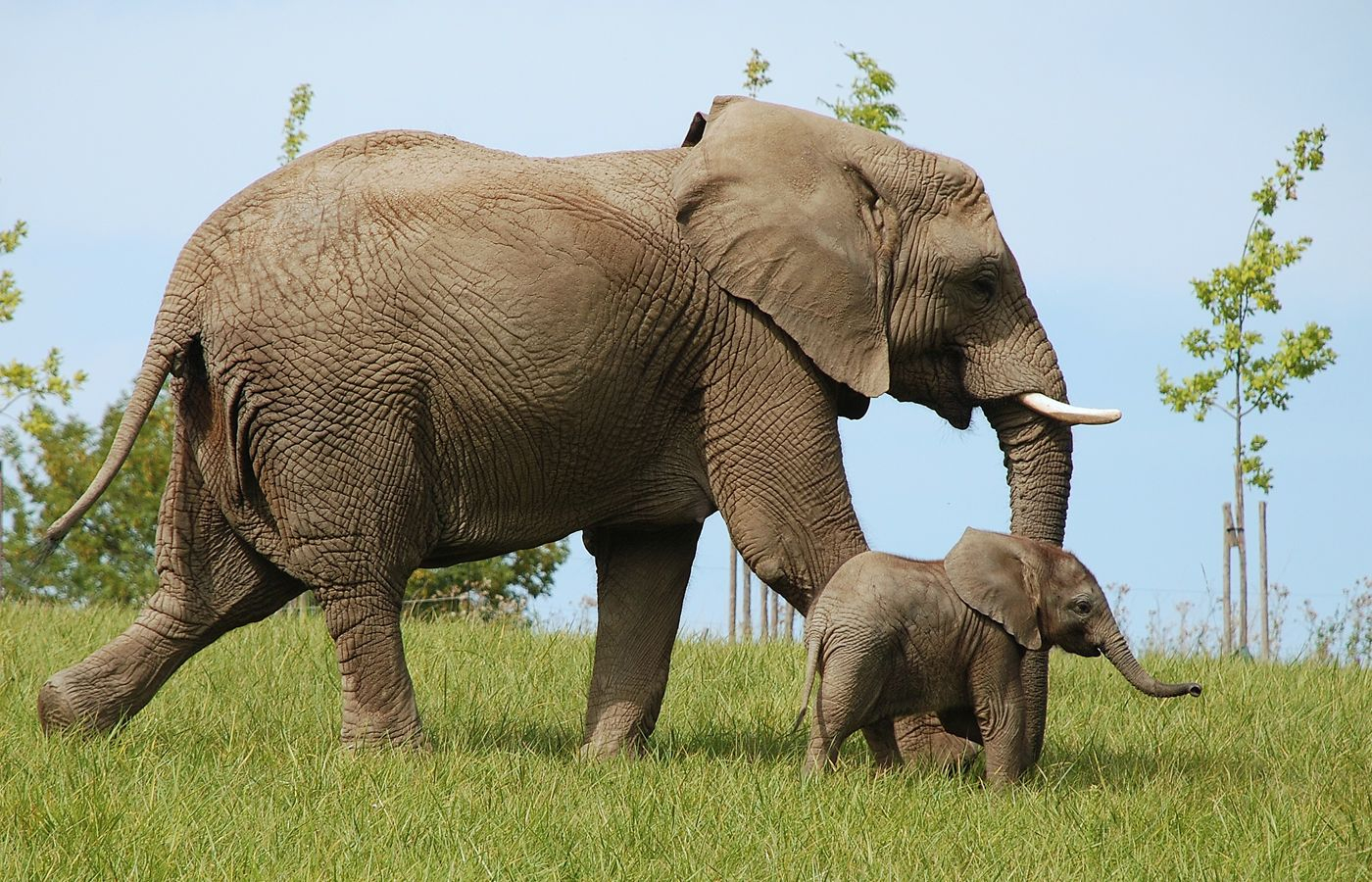 First African elephant calf in the Czech Republic