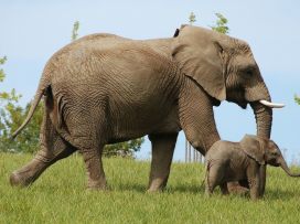 First African elephant calf in the Czech Republic