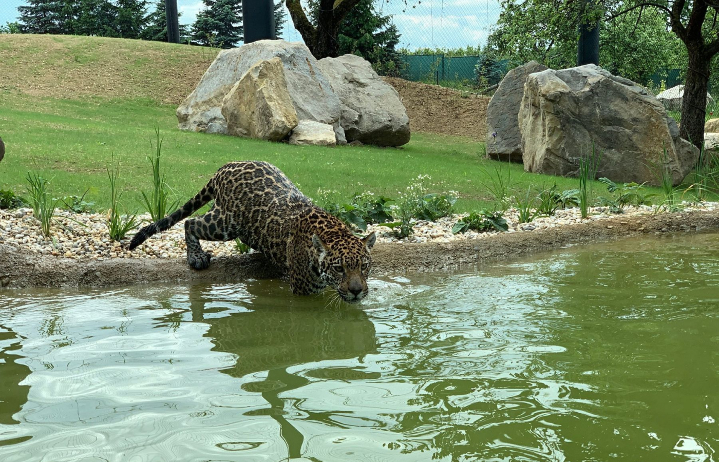 Jaguar Trek