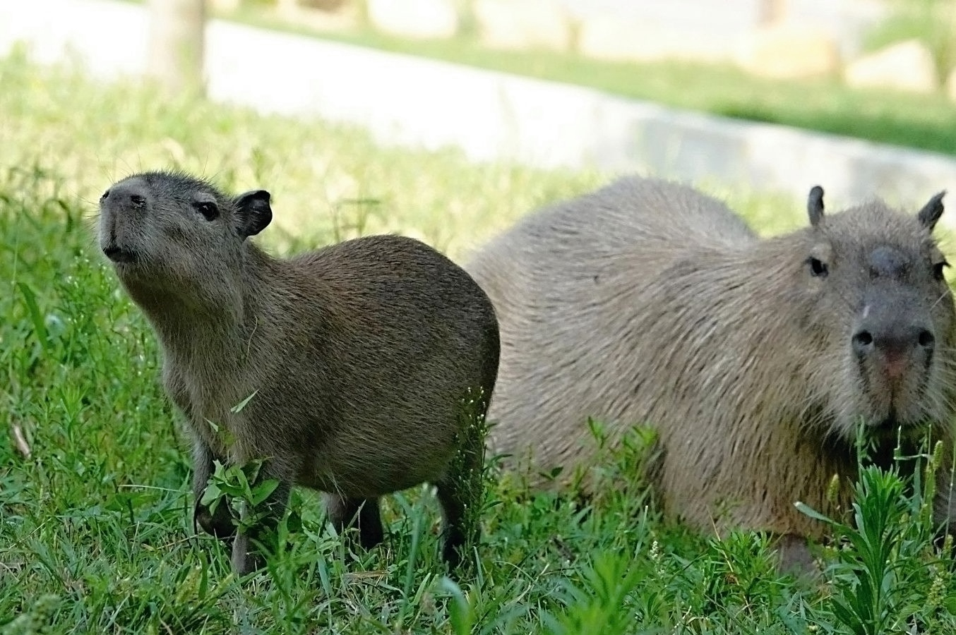 4 mláďata kapybar