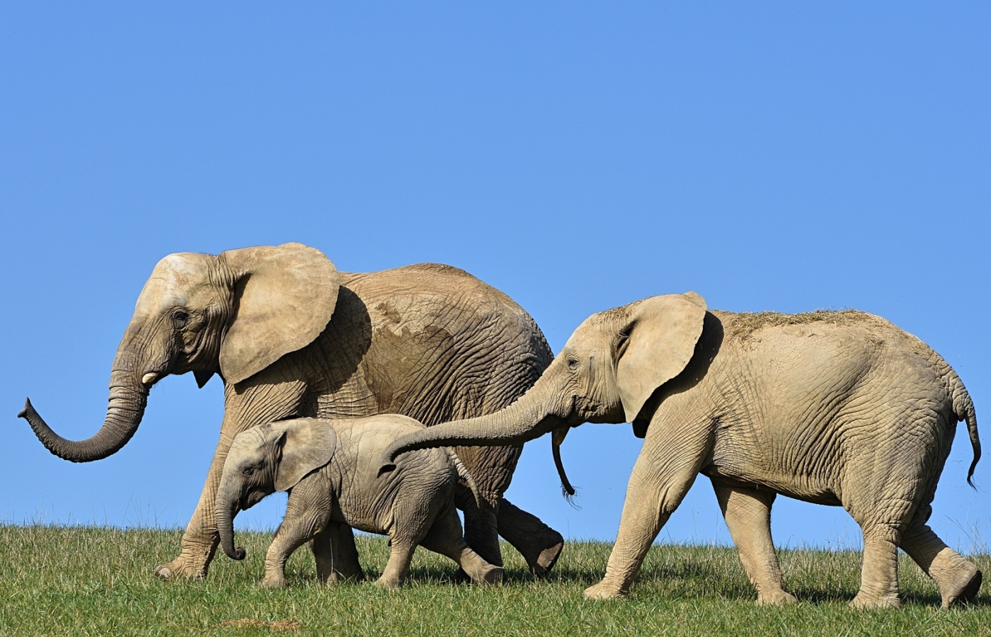 Sloni si již užívají nový pavilon v Karibuni