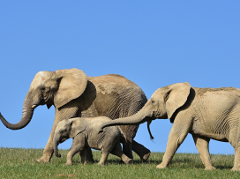 Sloni si již užívají nový pavilon v Karibuni