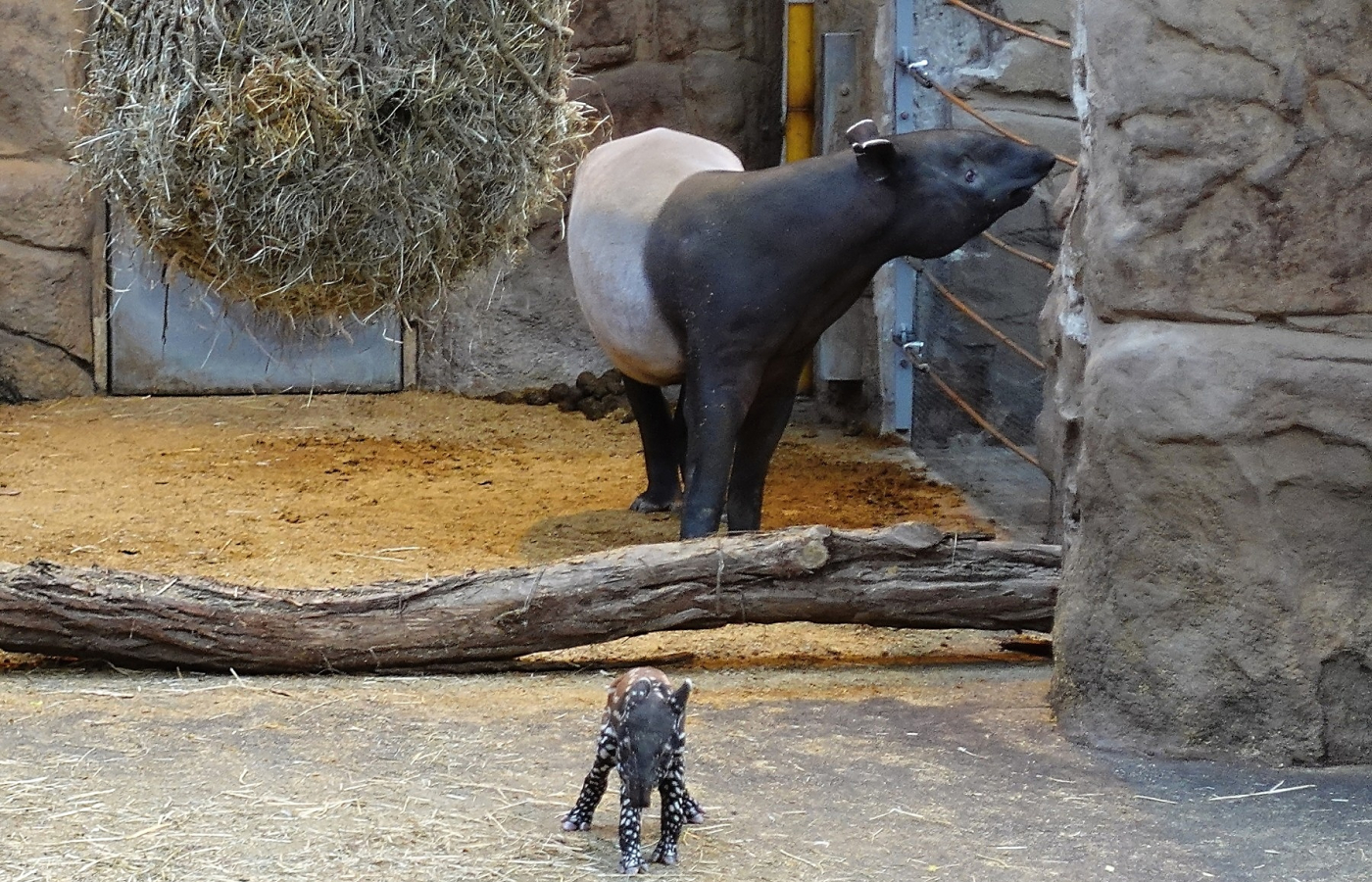 Máme malého tapíra!