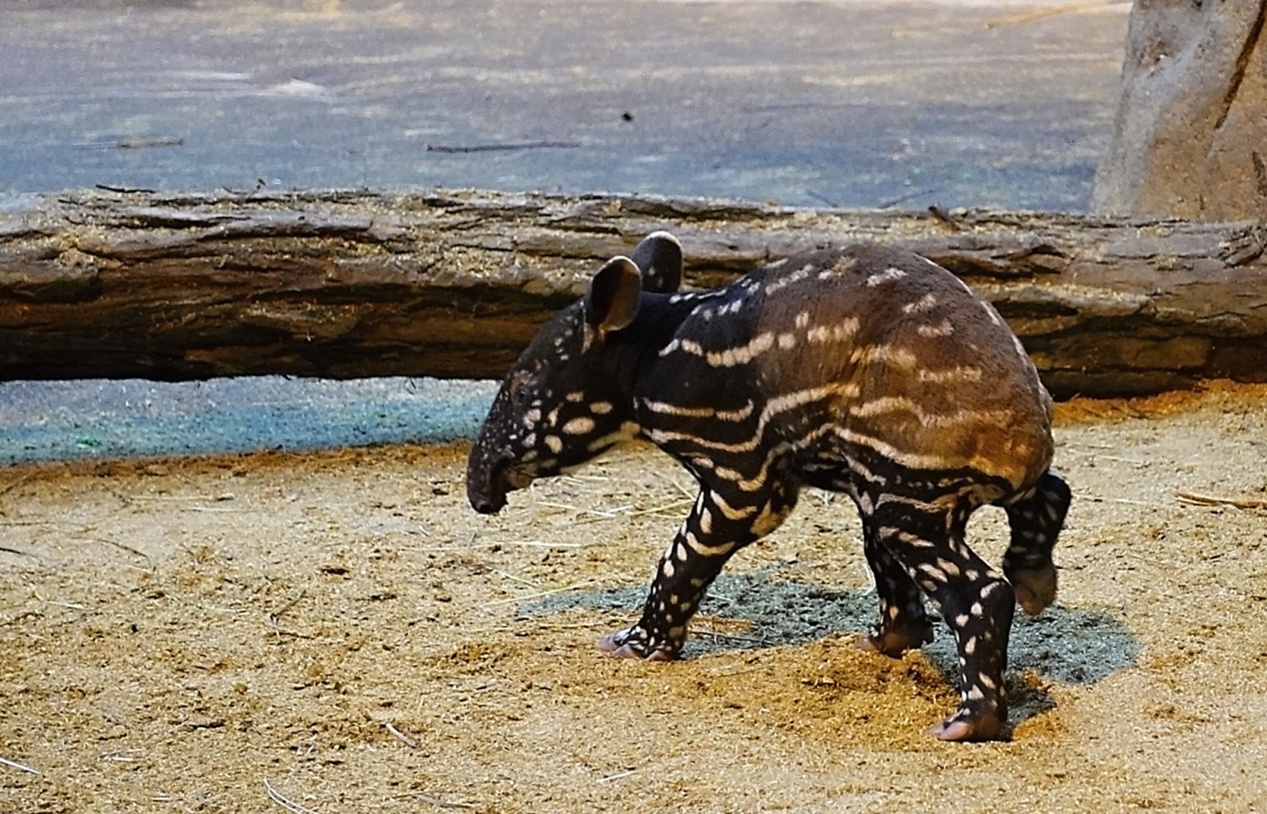 Máme malého tapíra!