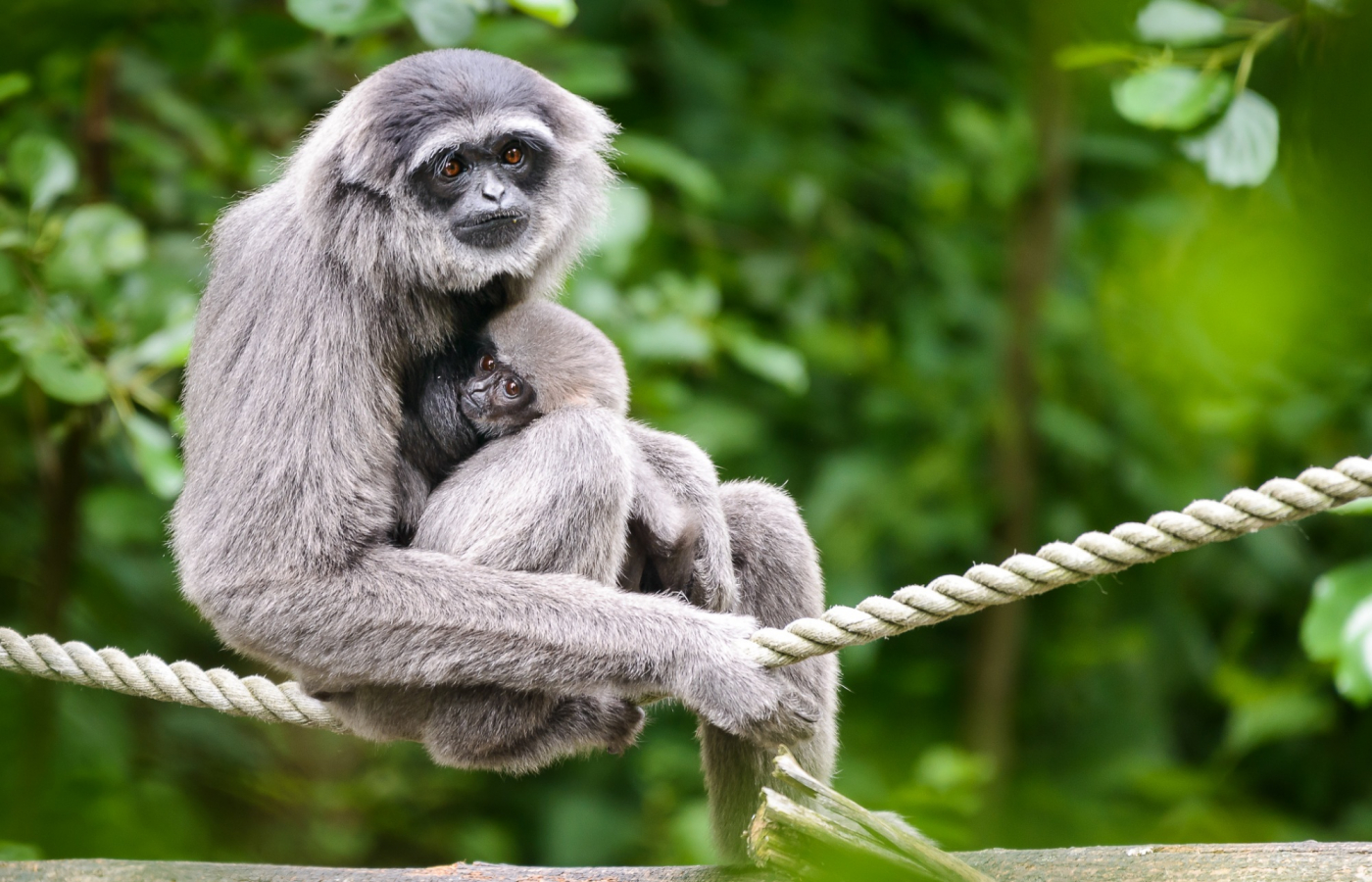 Rok 2022 - nejúspěšnější rok v historii zoo